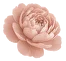 Pink Flower